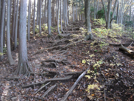20181115hike (138)